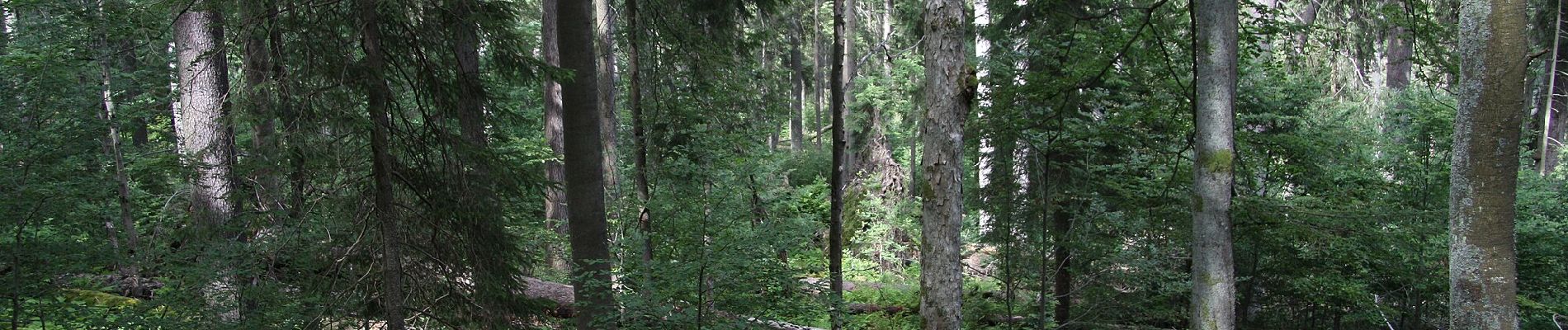 Randonnée A pied Horní Vltavice - Naučná stezka Boubínský prales - Photo