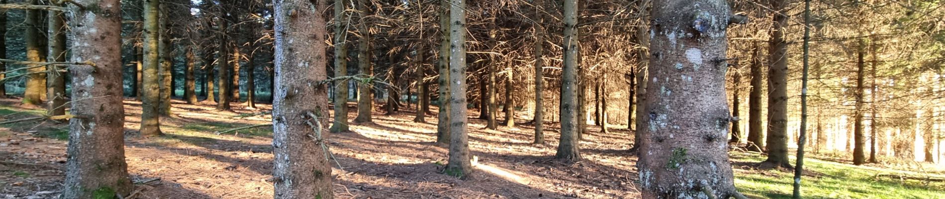 Tocht Stappen Le Bessat - Tour au pila - Photo