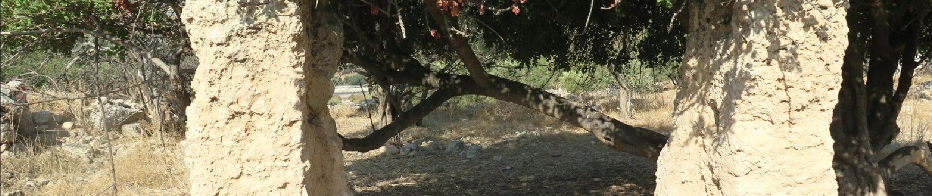 Tour Zu Fuß Regionalverwaltung Mateh Jehuda - מחסיה-יעלה - Photo