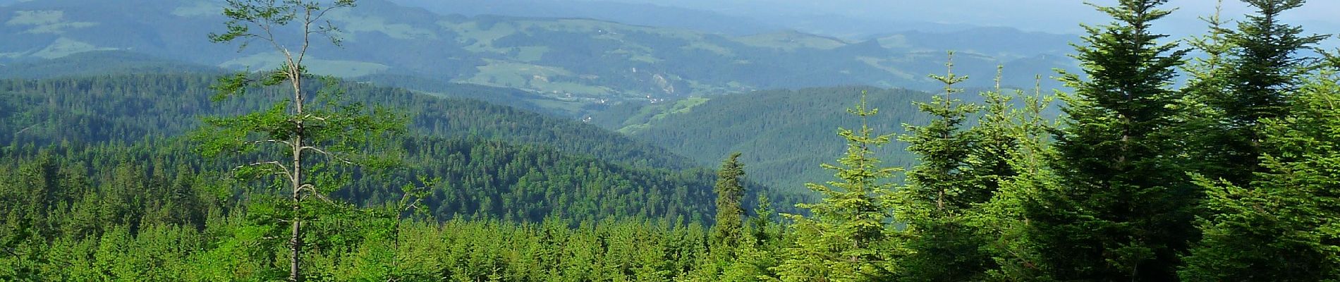 Randonnée A pied Roztoka Ryterska - Rytro Przeł. Żłobki - Photo