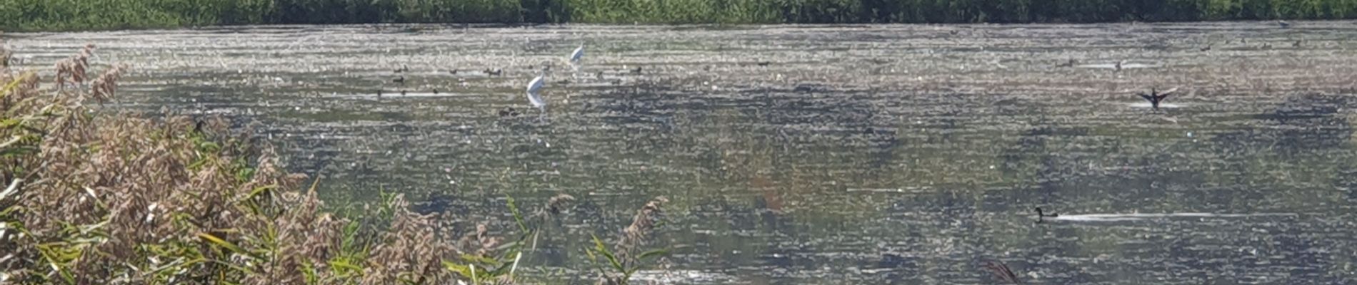 Randonnée Marche Belval-en-Argonne - Les étangs de Bel Val 51 - Photo