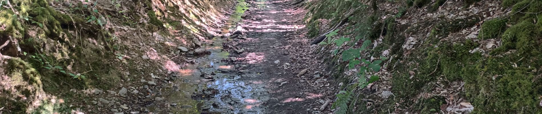 Excursión Bici de montaña Verviers - Sortie vélo le matin - Photo