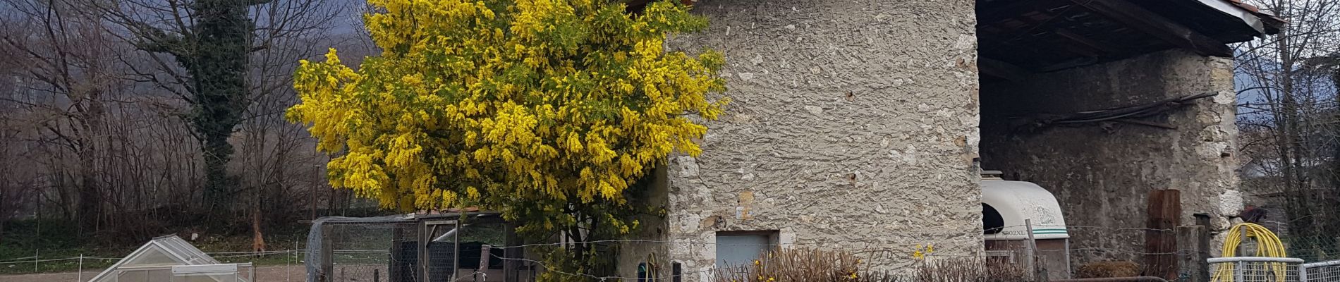 Percorso Camminata nordica Sassenage - Les Batteries de Sassenage par le Mimosa de Clémencières - Photo