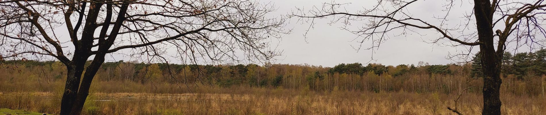 Trail Walking Belœil - Forêt de Stambruges - Photo