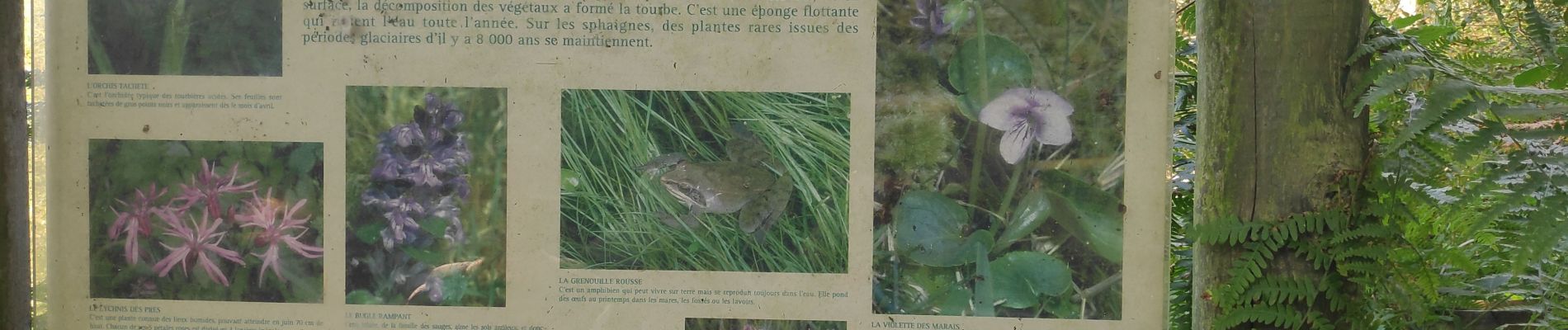 Randonnée Marche Cerisy-Belle-Étoile - mont Cerisy - Photo