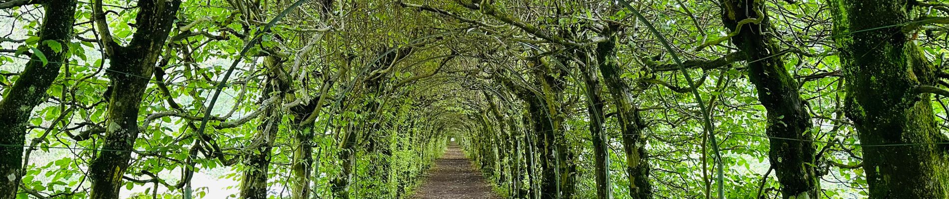 Randonnée Marche Theux - La charmille du Haut-Marais à Theux - Photo