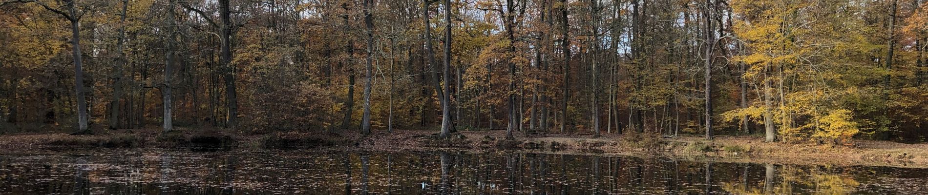 Trail Walking Saint-Germain-en-Laye - Château du Val 24 11 2019 - Photo