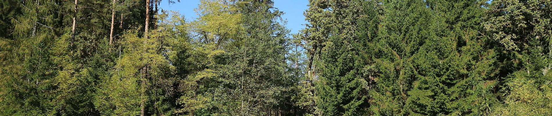 Tour Zu Fuß Haselsdorf-Tobelbad - Haselsdorf-Tobelbad 1 - Photo