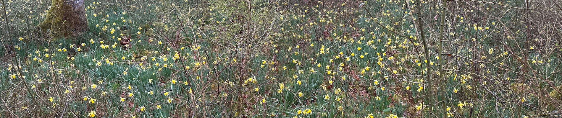 Excursión Senderismo Frotey-lès-Vesoul - COMBERJON - FROTEY - LE tour des JONQUILLES d'avril  - Photo