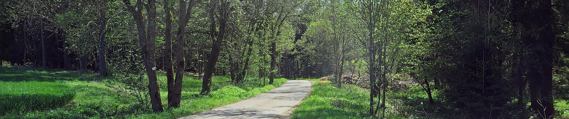 Tocht Te voet Königsfeld - Kapellenweg Königsfeld - Rote Route - Photo