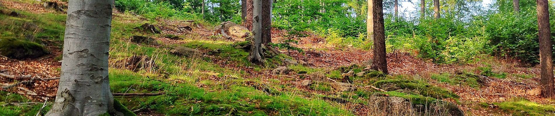 Tour Zu Fuß Przesieka - Piechowice-Słonecznik k. Dużego Stawu - Photo