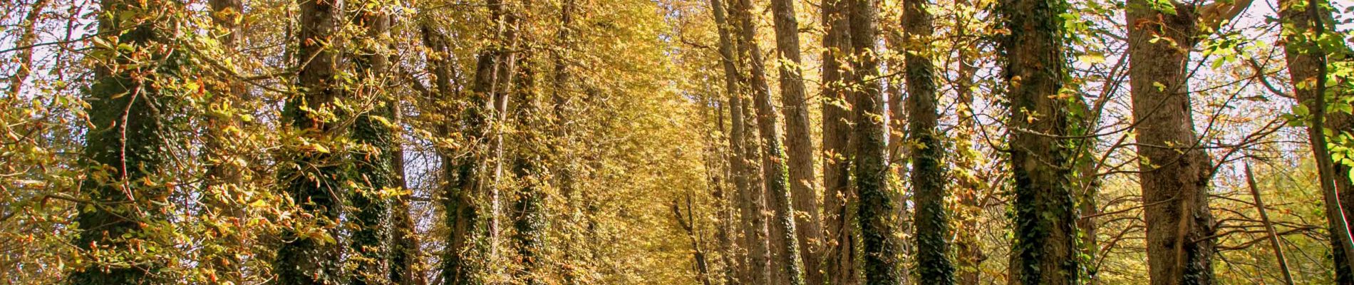 Randonnée Marche Cour-Maugis sur Huisne - Maison-Maugis par la Miauserie 9,3km - Photo