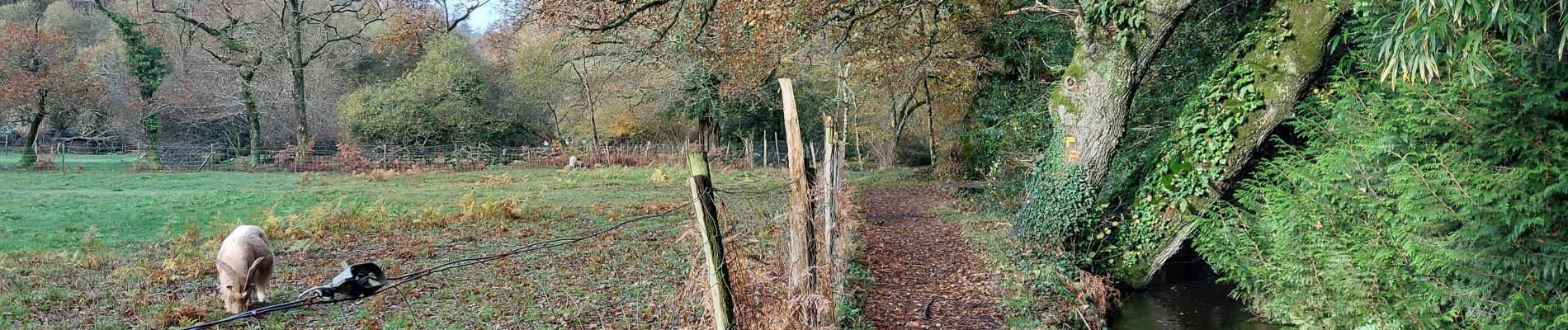 Trail Walking Saint-Nolff - PR_56_St-Nolf_AA_01_Circuit1b-Court_De-La-Vallee-Du-Condat_20231119 - Photo