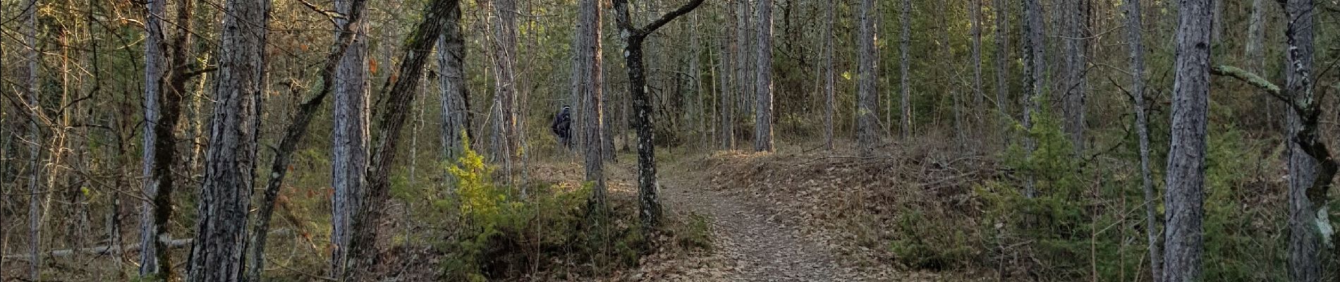 Tocht Stappen Manosque - 1Le tour de la forêt de Pelicier - Photo