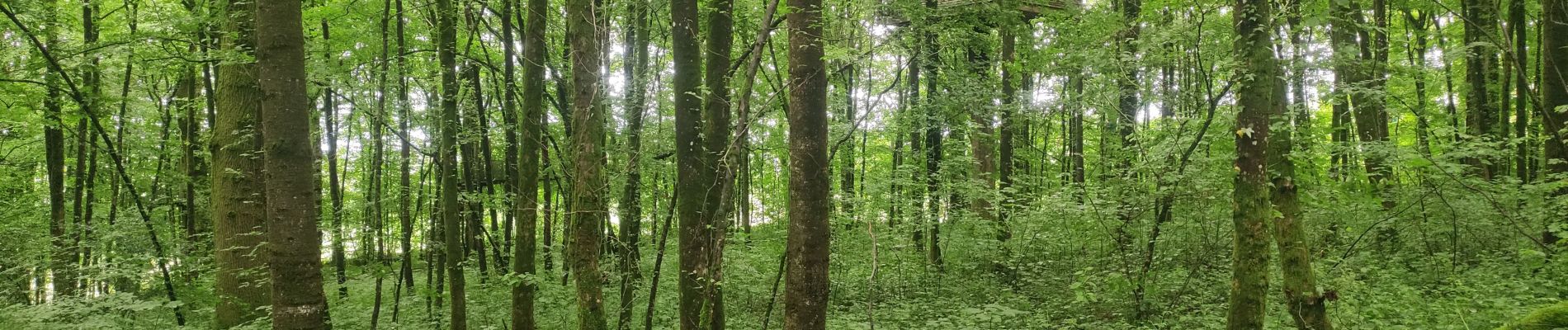 Trail Walking Signy-l'Abbaye - Signy l'abbaye  - Photo