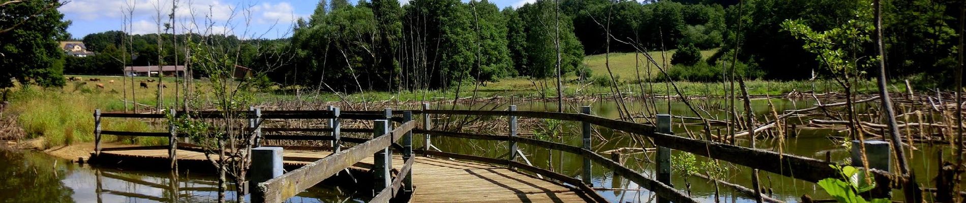 Tocht Te voet Auerbach in der Oberpfalz - Auerbacher Mühlenweg - Photo