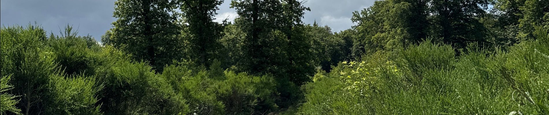 Tocht Noords wandelen Habscht - Grande boucle Clairfontaine - Photo