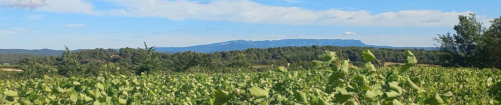 Randonnée Marche La Motte-d'Aigues - Étang de la Bonde Cabrières - Photo