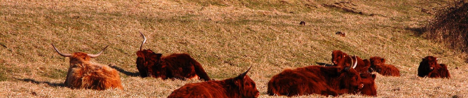 Percorso A piedi Noord-Beveland - Geele Wandelroute - Photo