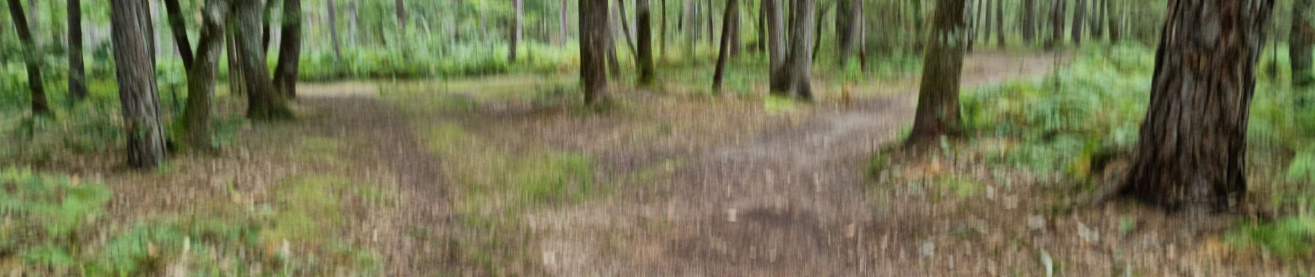 Tour Wandern Vendôme - Vendôme Bois de l'Oratoire Circuit 1 - Photo