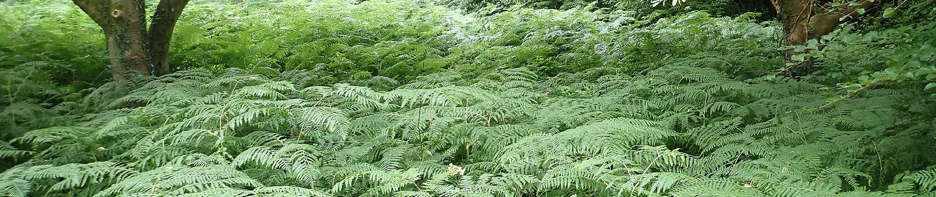 Percorso A piedi Sconosciuto - Castlewellan Forest Park - Annesley Garden Walk - Photo