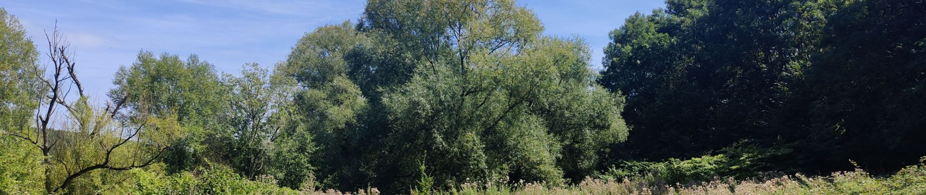 Tour Wandern Jemeppe-sur-Sambre - Bois des masures, longée de la Petite-Sambre - Photo