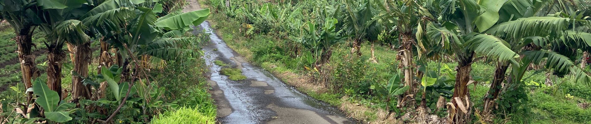 Tour Pfad Saint-Pierre - Bois d’Olives-Sentier La Corde(10K 180D+) - Photo