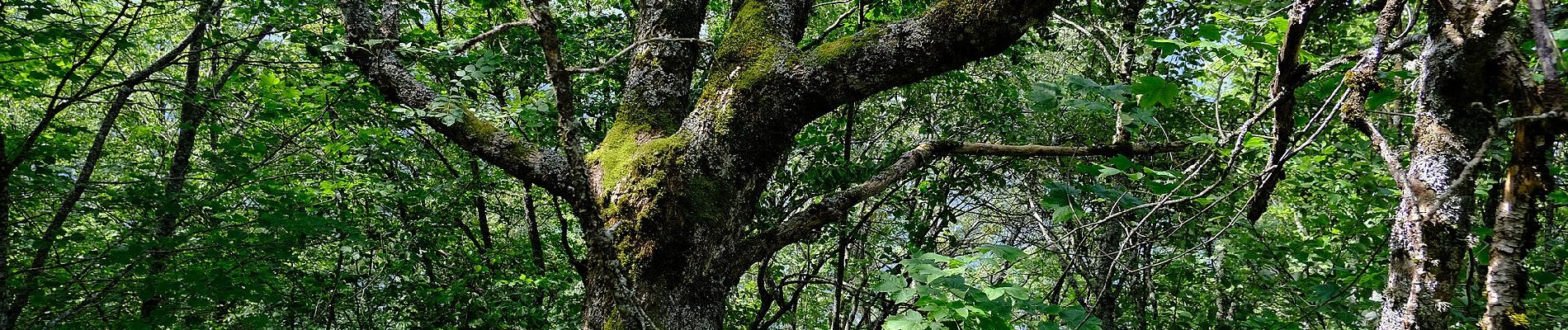 Randonnée A pied Allèves - Montée Romaine - Photo