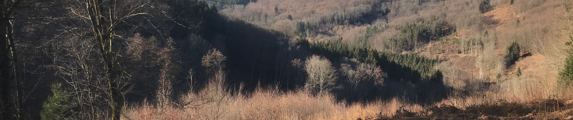 Tocht Paardrijden Fougerolles-Saint-Valbert - Sarcenot 1h avec dénivelé  - Photo