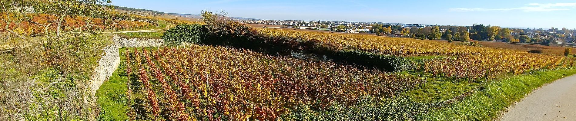 Trail On foot Beaune - Montagne de Beaune - Photo