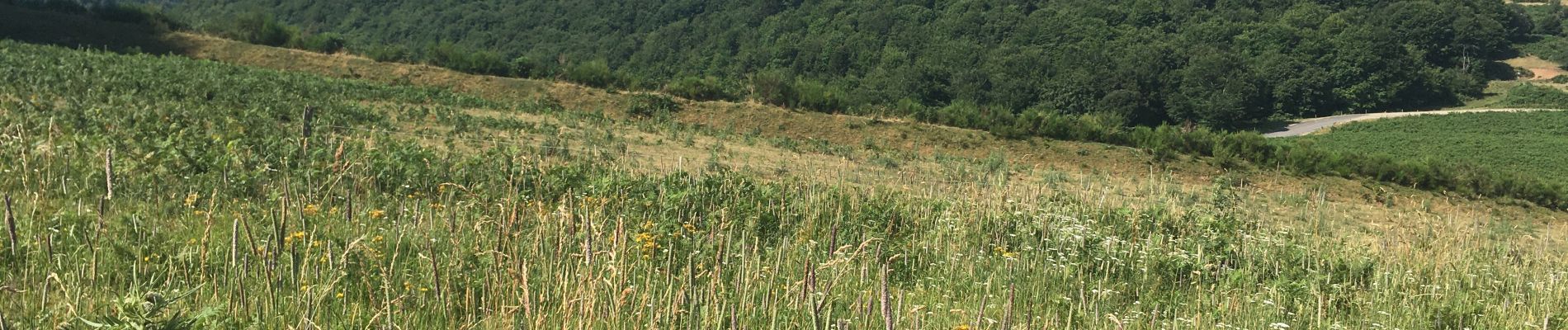 Trail Walking Caussou - Col du Chioula  - Photo