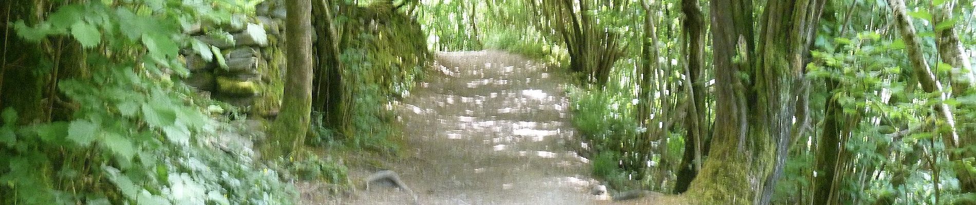 Tour Zu Fuß Craven - Ingleton Waterfalls Trail - Photo