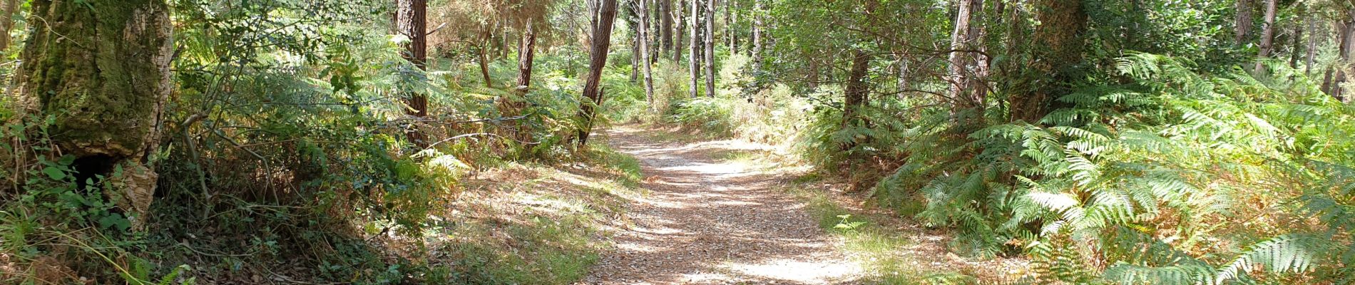 Tocht Stappen Seignosse - seignosse  - Photo