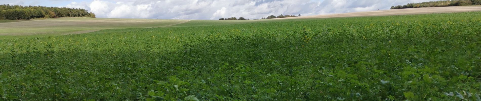 Randonnée Marche Marigny-le-Châtel - Marigny la chatel - Photo