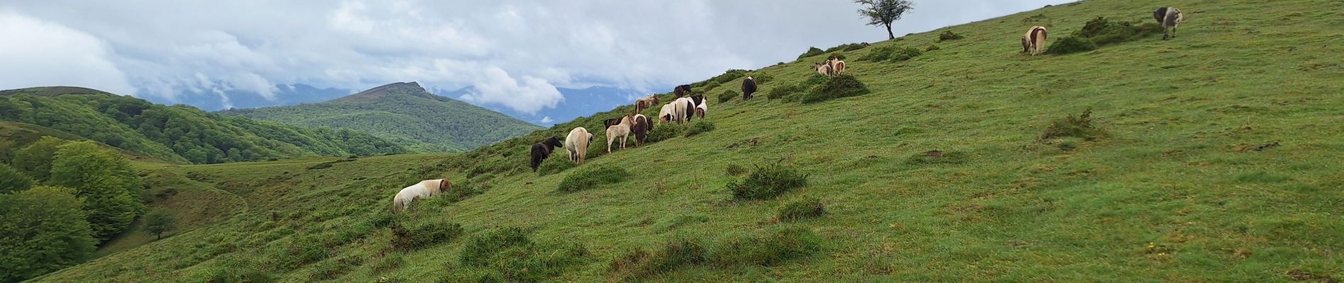 Excursión Senderismo Baztán - Umboto Larondo depuis Azpikueta - Photo