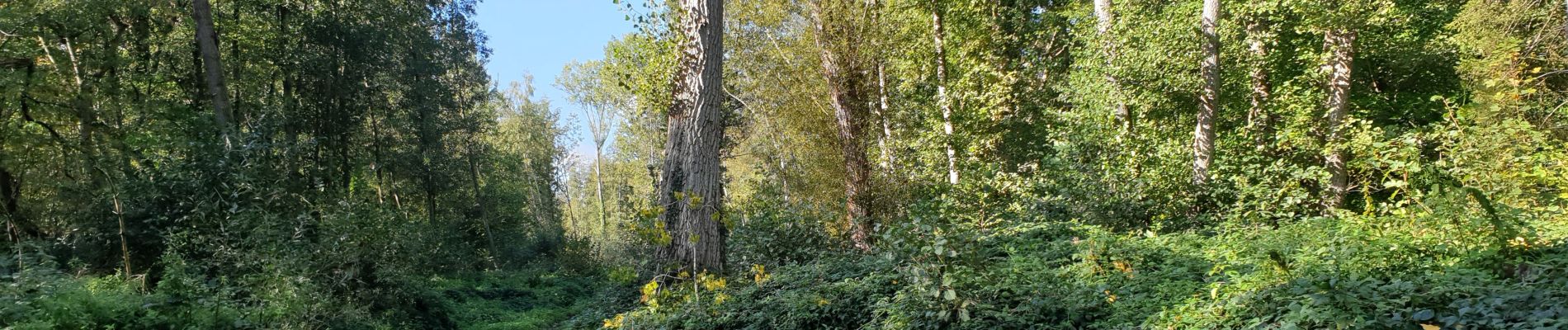 Percorso A piedi Genappe - SityTrail - randonnée  à bousval - Photo