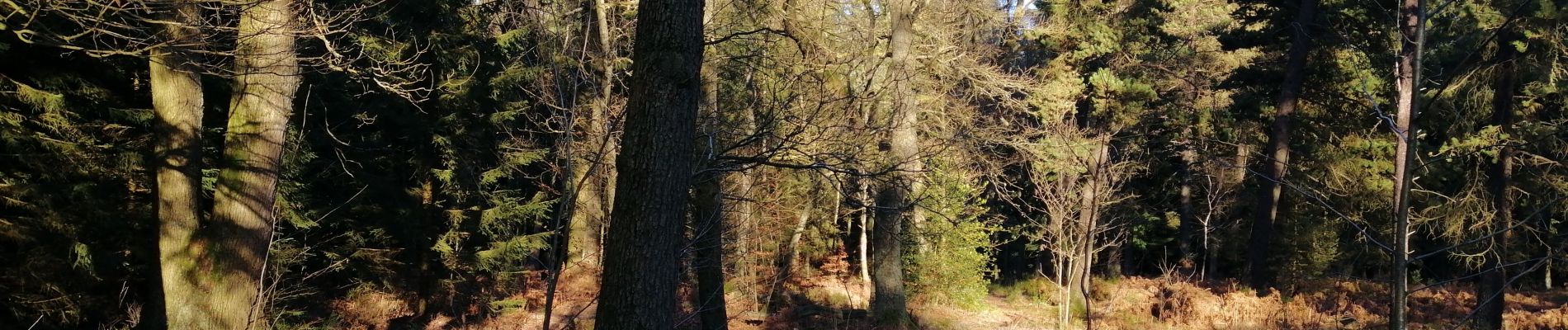 Percorso Marcia Spa - Arboretum et boucle dans Berinzenne - Photo