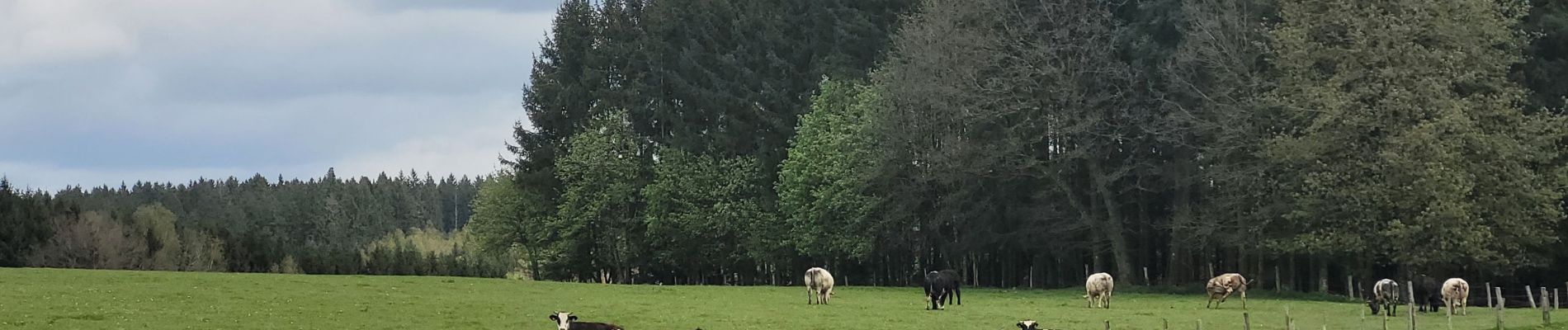 Tocht Stappen Houffalize - rando ornitho wibrin 26-04-2024 - Photo