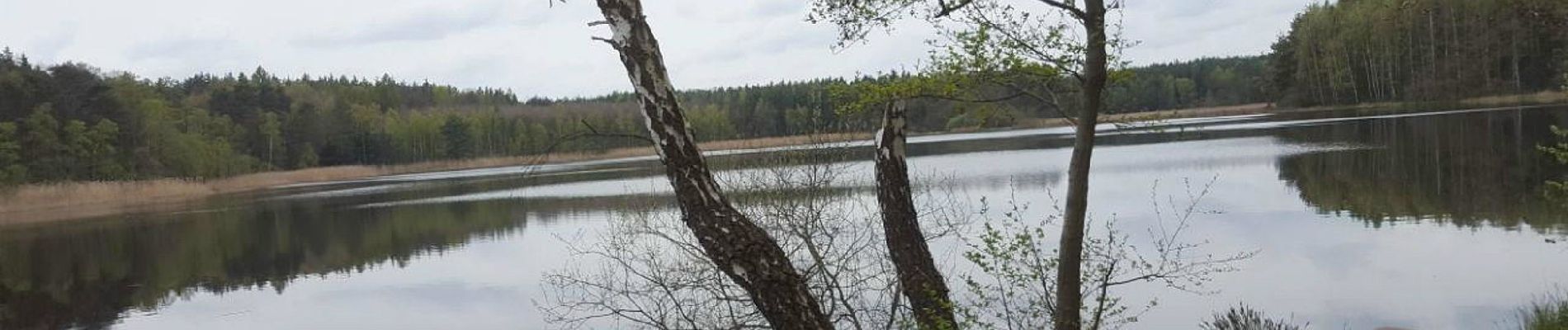 Trail On foot Moritzburg - Teiche-Rundweg - Photo