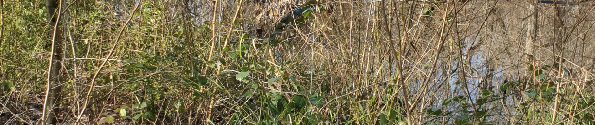 Tour Wandern Beaumont-sur-Oise - carnelle forêt  - Photo