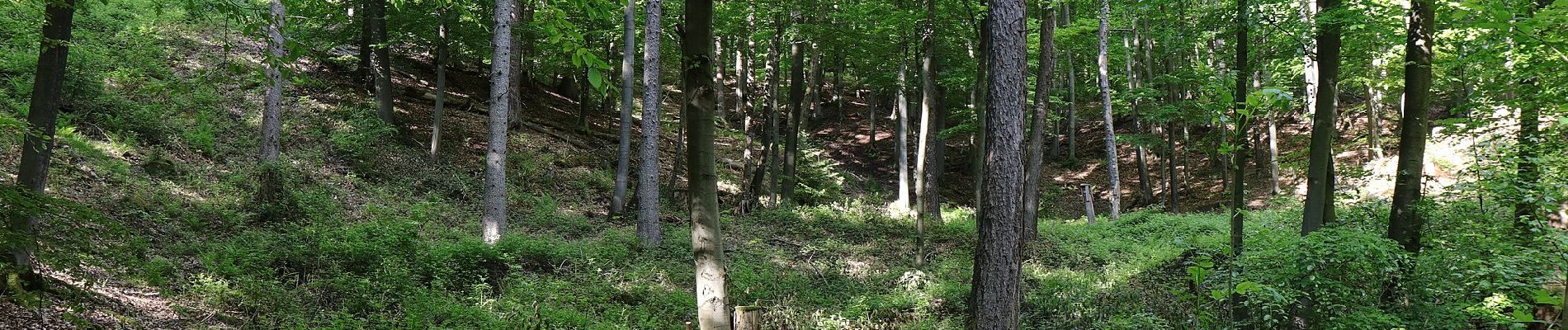 Tour Zu Fuß Laufach - Roter Hase, Rundwanderweg Laufach - Photo