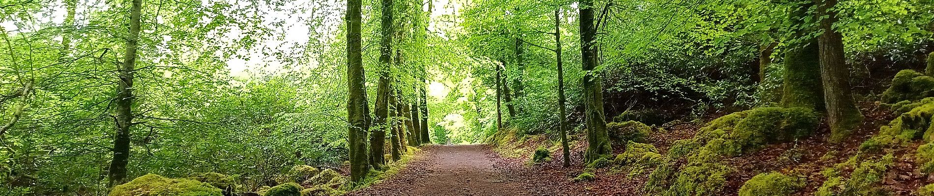 Tocht Te voet Sligo Municipal Borough District - Union Rock Trail - Photo