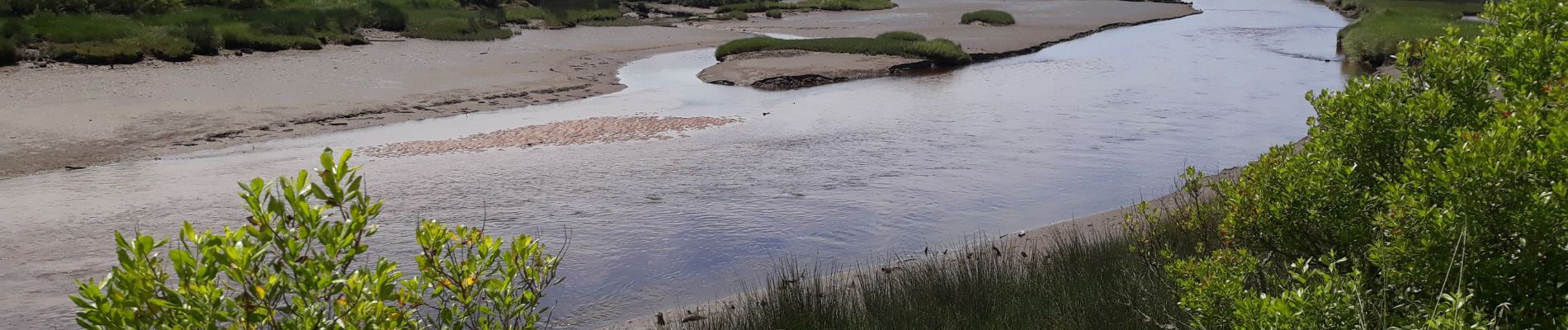 Trail Walking Audenge - boucle de  Graveyron  - Photo