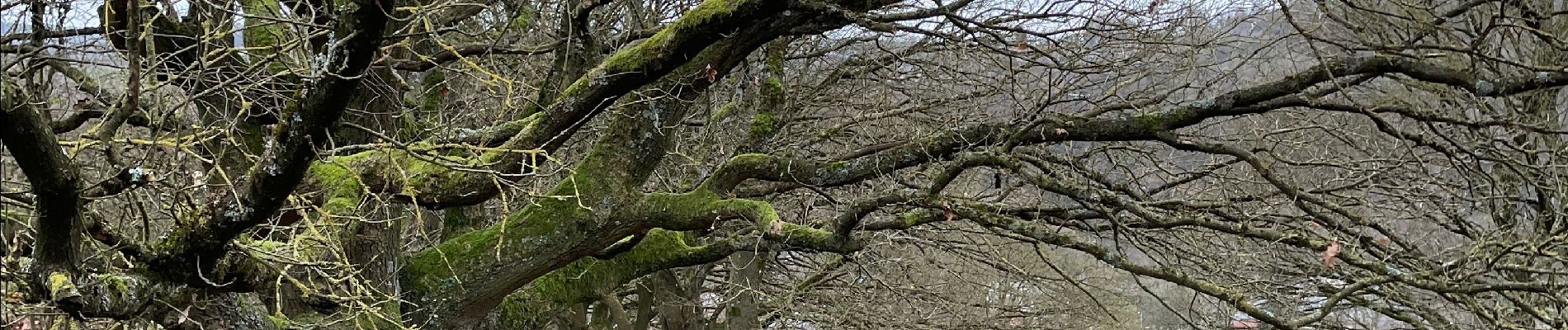 Tocht Stappen Trooz - Forêt par Navette - Photo