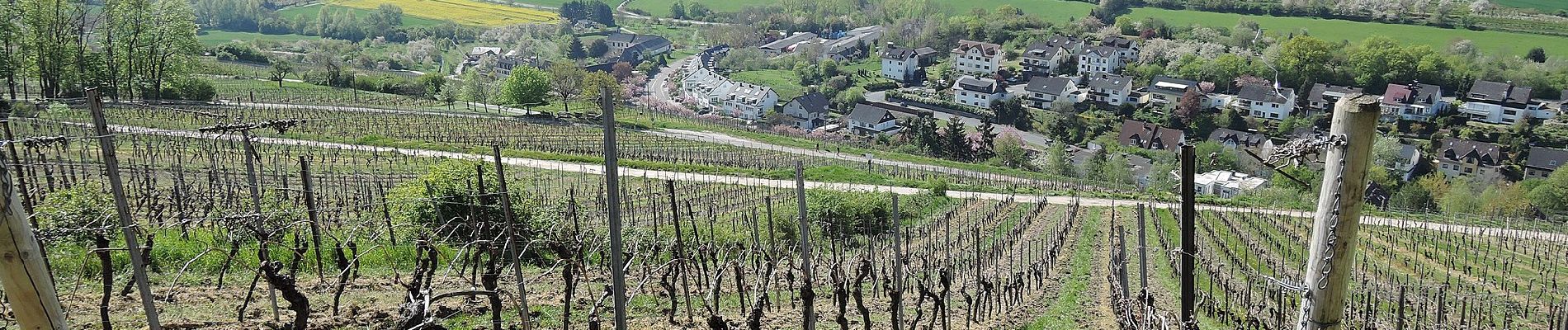 Percorso A piedi Sconosciuto - Rheinsteig-Zuweg Dotzheim - Photo