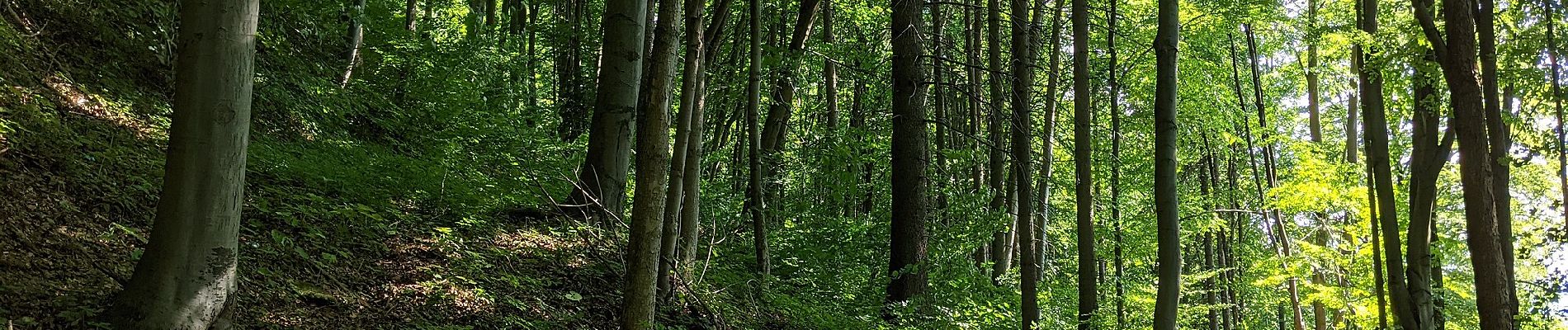 Excursión A pie Moravská Třebová - NS Boršovský les - Photo