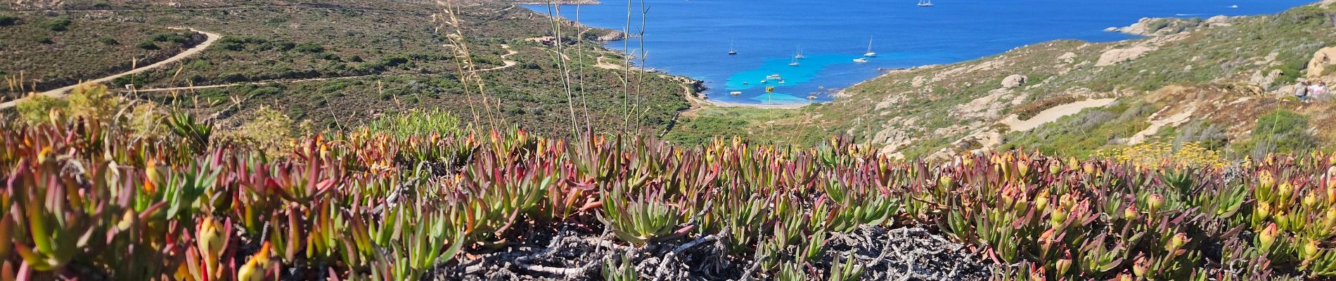 Tour Wandern Calvi - ogliastrela, calvi - Photo