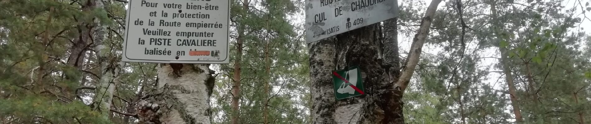 POI Fontainebleau - Piste cavalière - Photo