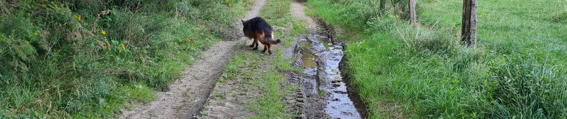 Tour Wandern Paliseul - petit tour avec Sirius par les anciennes poubelles  - Photo