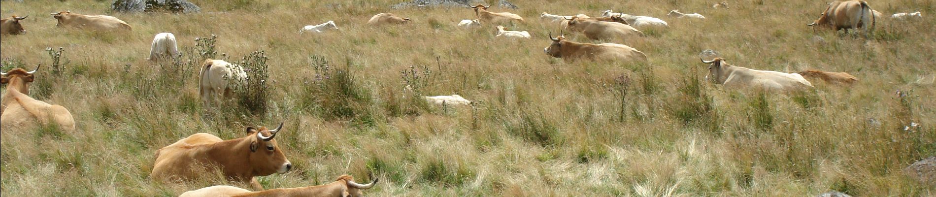 Tocht Stappen Peyre en Aubrac - CC_Velay_BA_05_Peyre-Aubrac_Nasbinals_20070819 - Photo